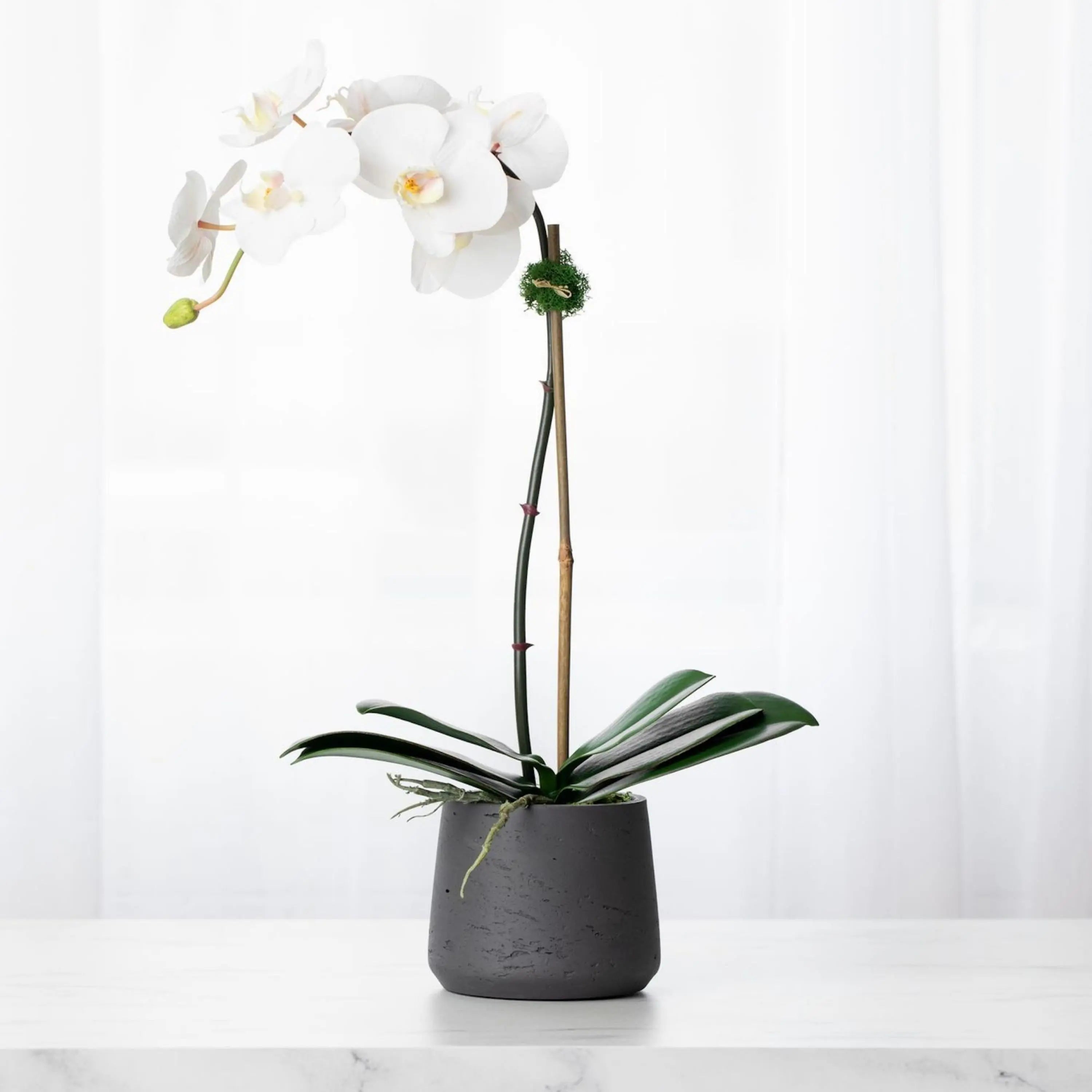 Faux potted orchid plant - white phalaenopsis orchid in black pot - 21"
