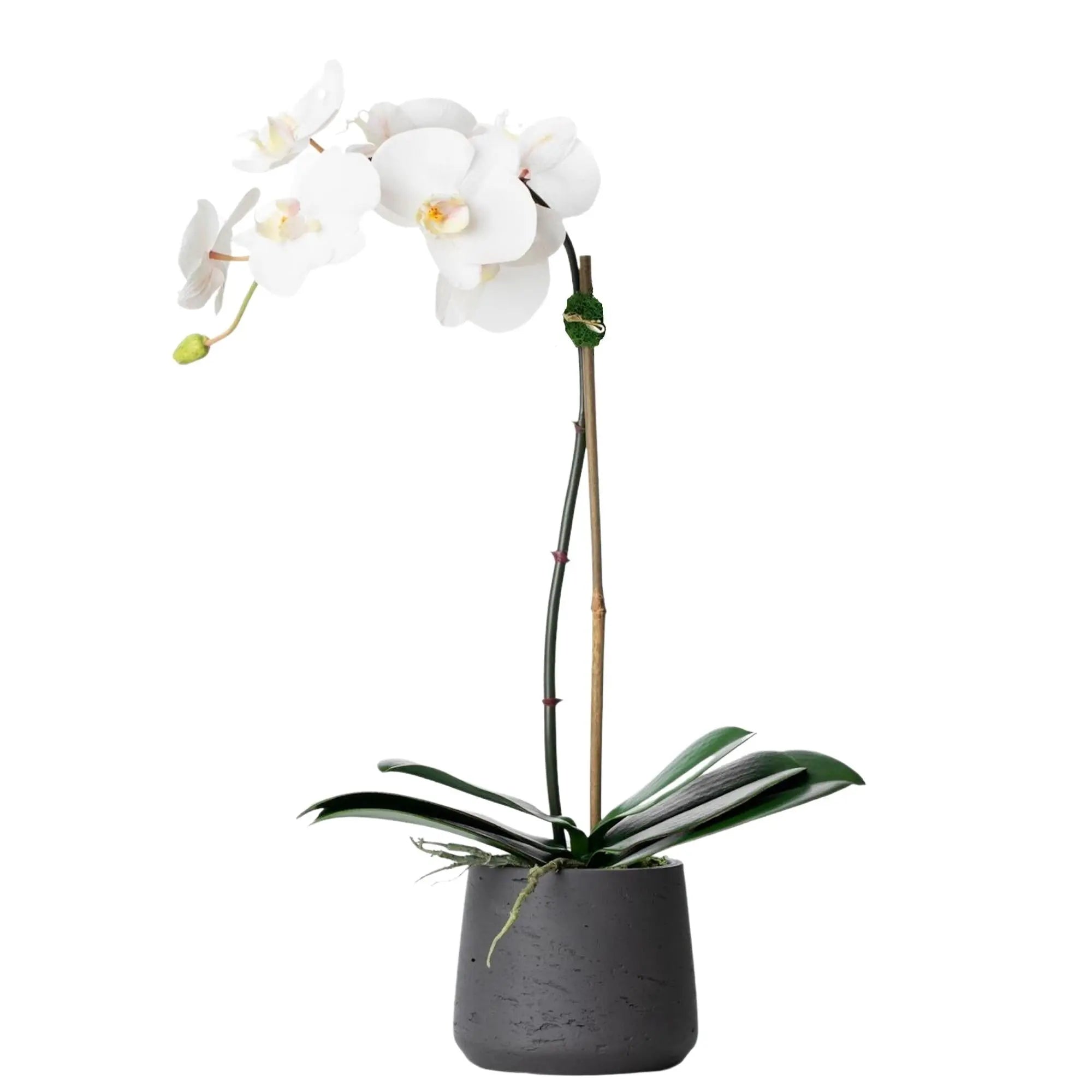 Faux potted orchid plant - white phalaenopsis orchid in black pot - 21"