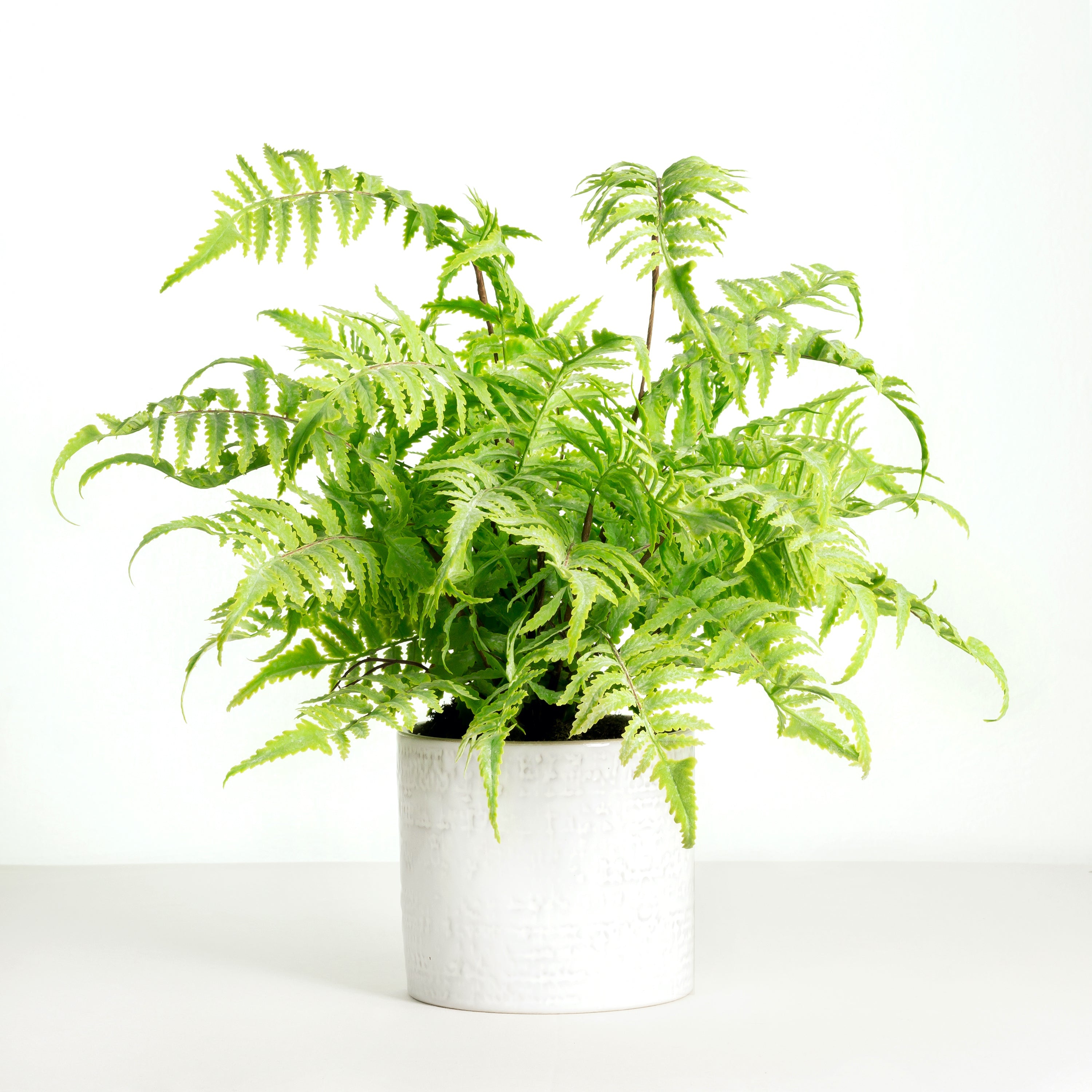 Artificial fern plant in white planter - 18"