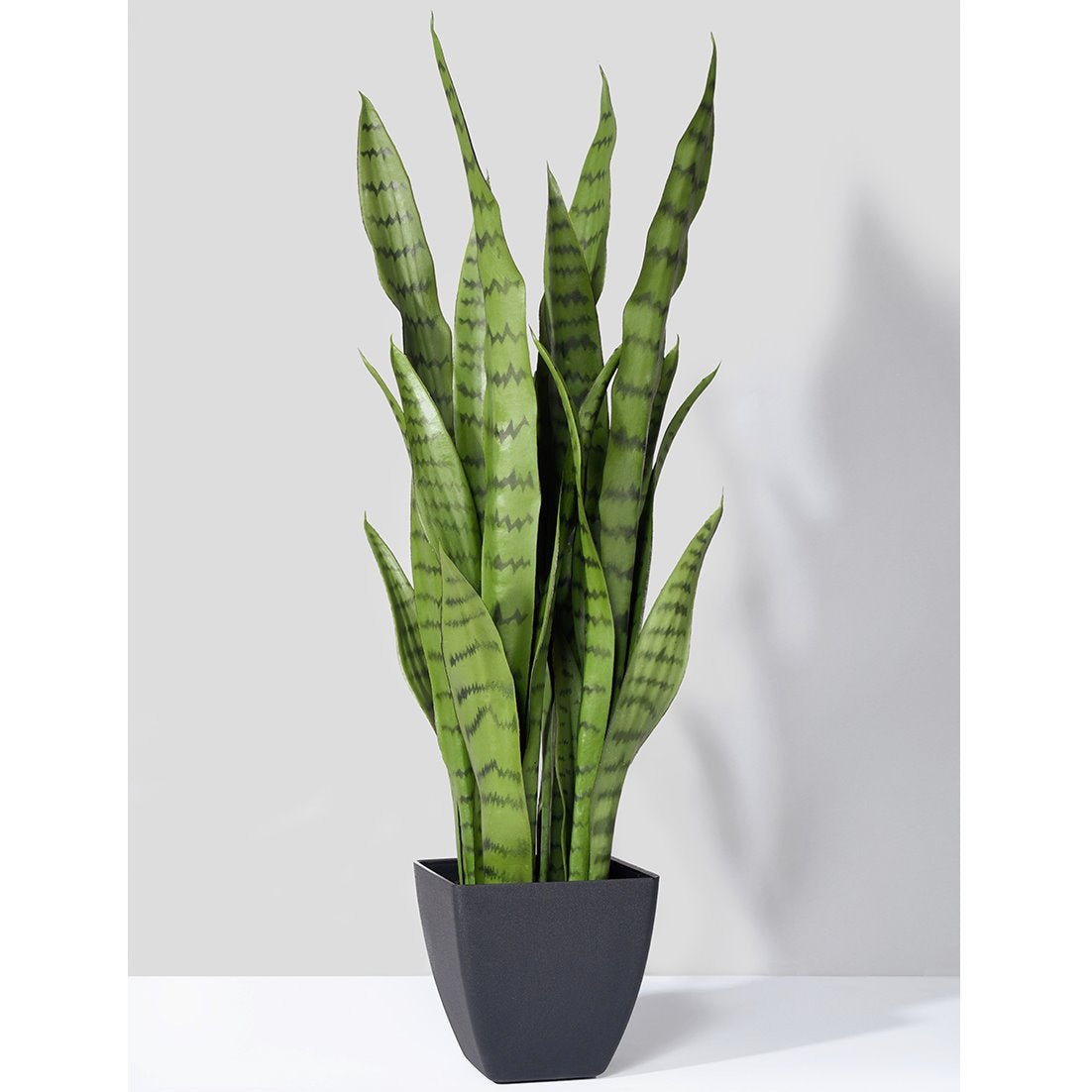 Snake Plant in Black Pot - 28"