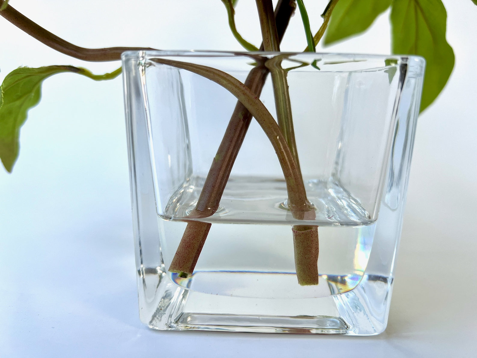 Real Touch Peony Arrangement in Glass Vase - 8"