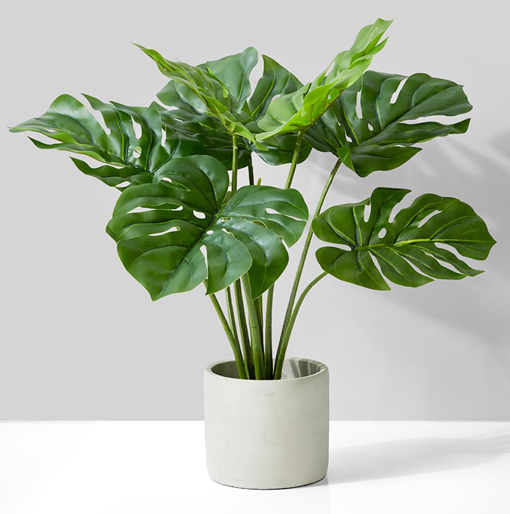 Monstera Plant In Cement Pot - 21"