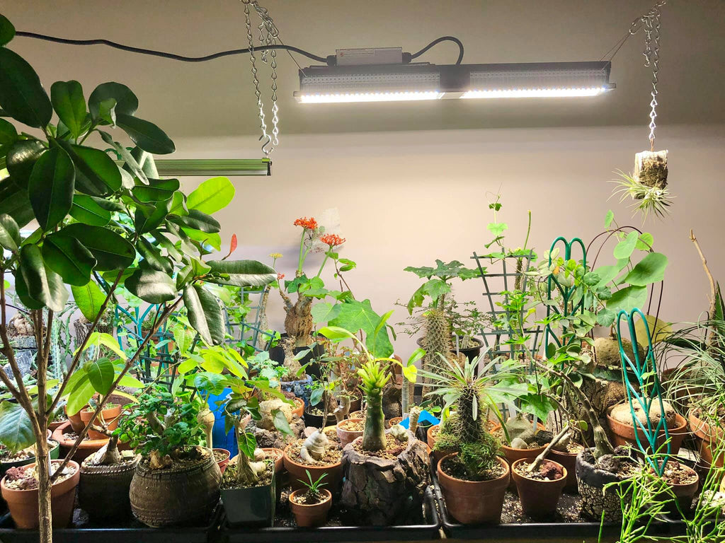 FC 4800 Samsung LM301B Full Spectrum LED Grow Lights Strip Grow Tent Hydroponics Veg and Flower