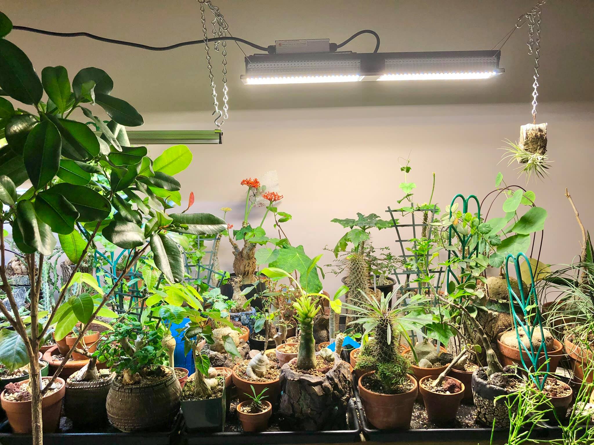 FC 4800 Samsung LM301B Full Spectrum LED Grow Lights Strip Grow Tent Hydroponics Veg and Flower