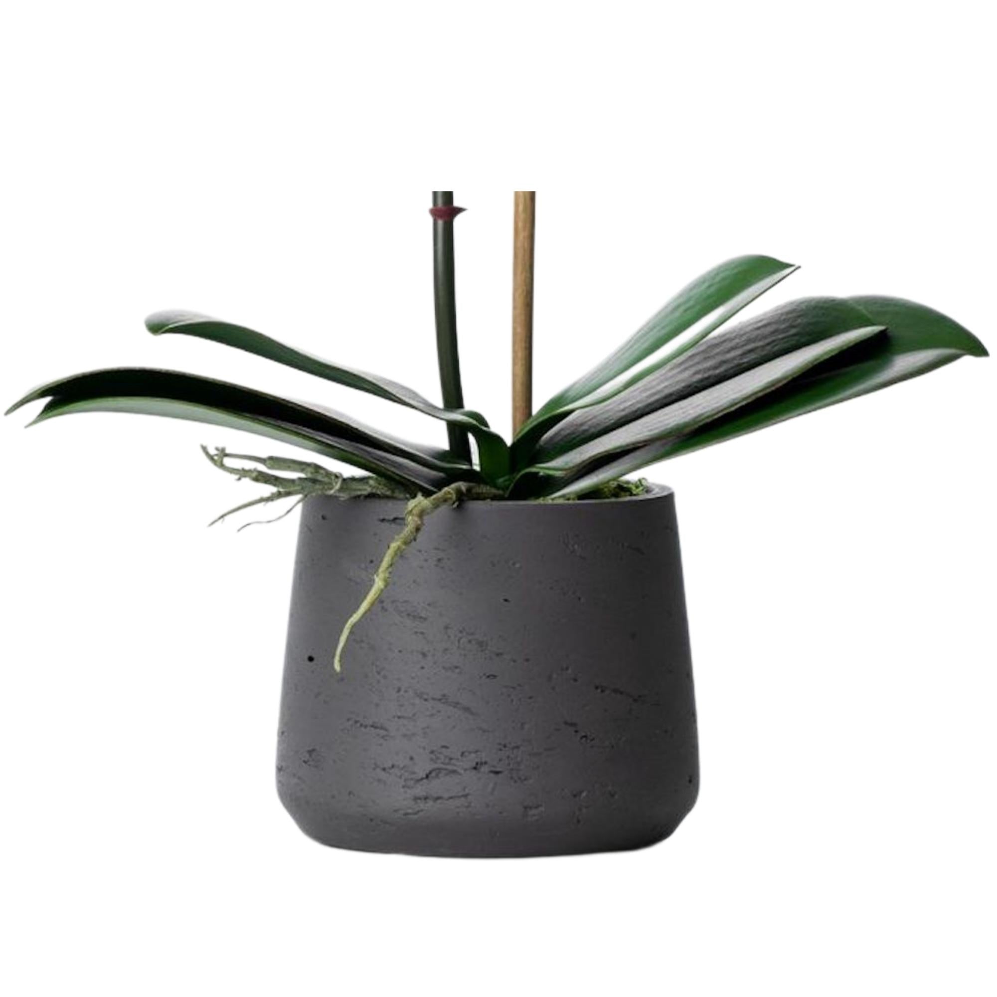 Faux potted orchid plant - white phalaenopsis orchid in black pot - 21"