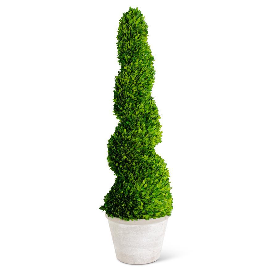 Live preserved spiral boxwood topiary tree - 47"