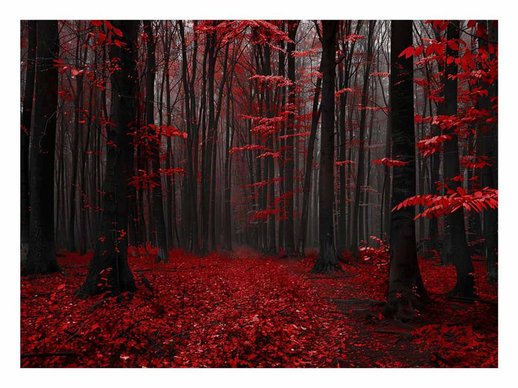 Red Trees  Phtograpahy Art Canvas Art Print