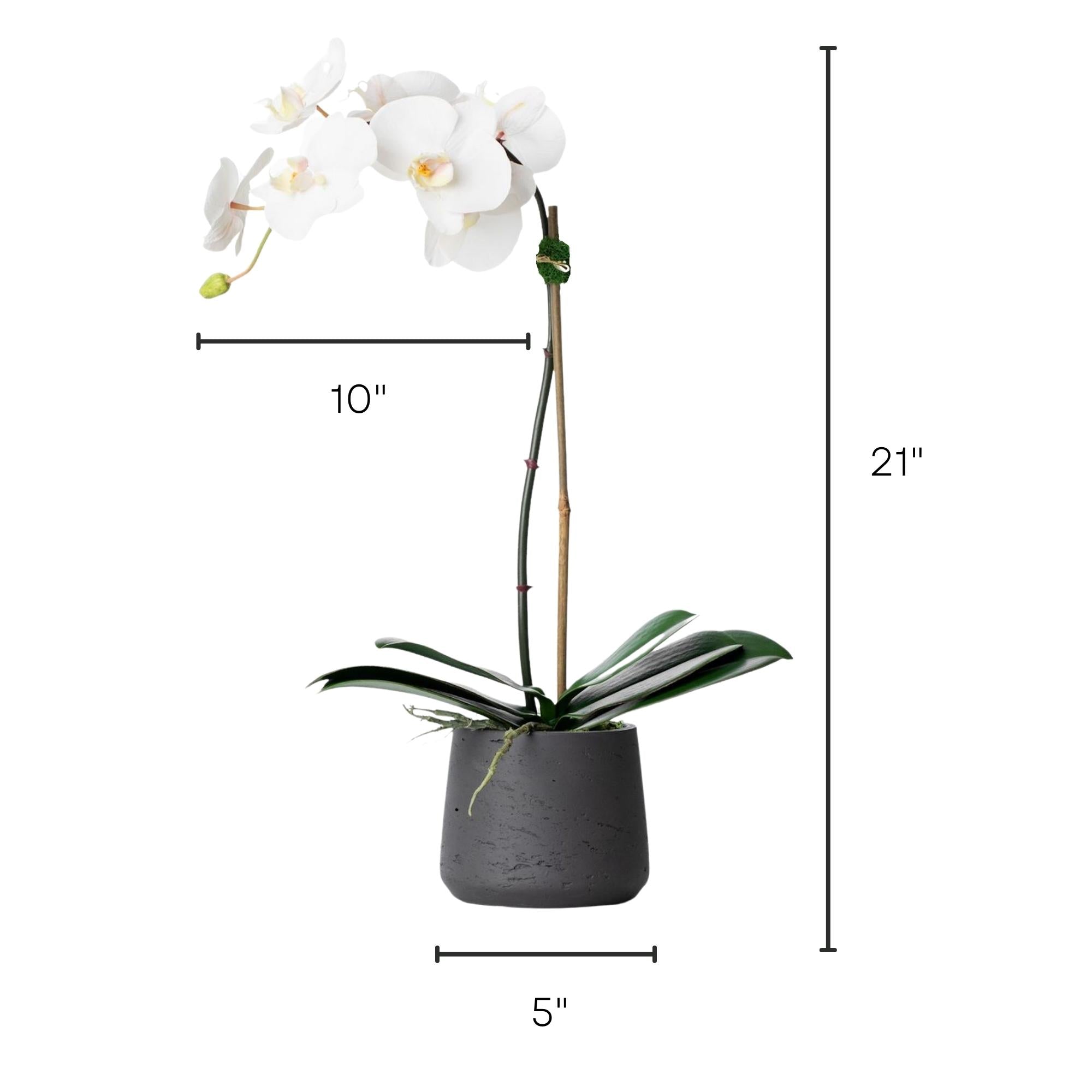 Faux potted orchid plant - white phalaenopsis orchid in black pot - 21"